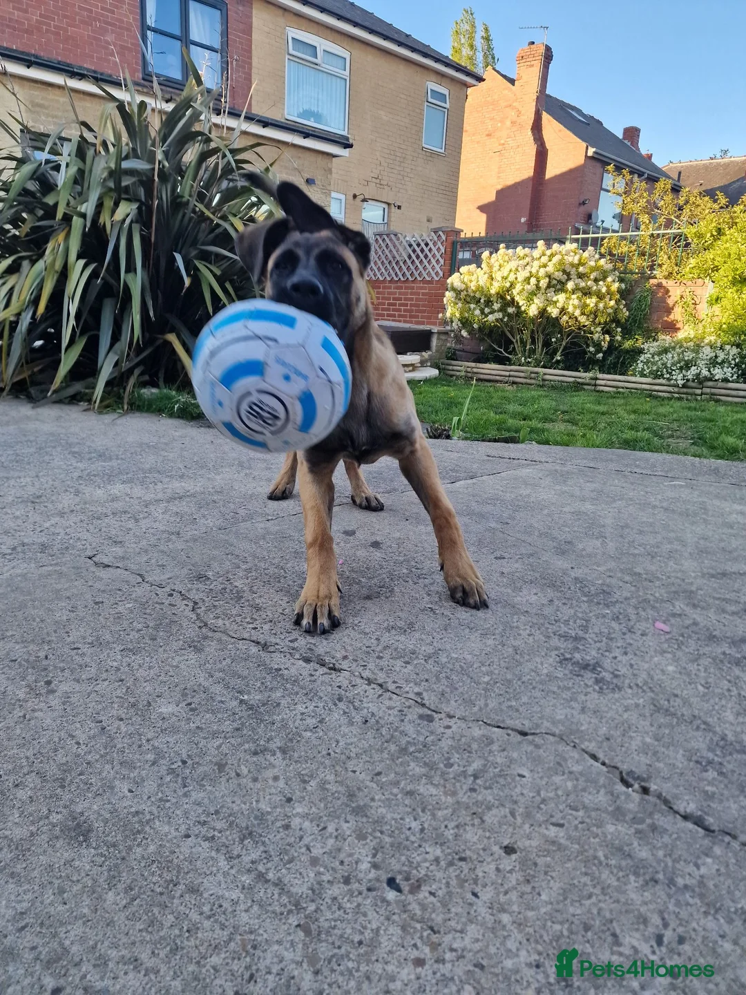 Mixed Breed dogs for sale: Bailey our 10 month old Mali X Cane - Advert 2