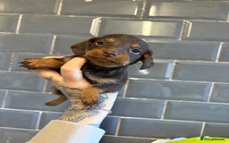 Mixed Breed dogs for sale: F1 Toy Doxiepoo   - Image 6