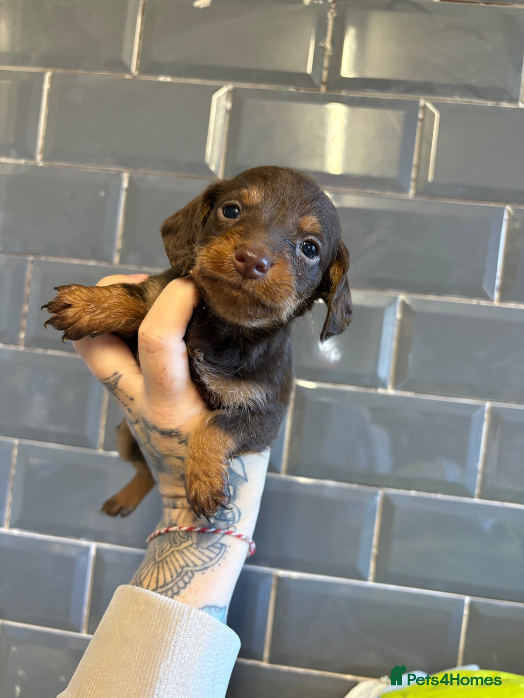 Mixed Breed dogs for sale: F1 Toy Doxiepoo   - Image 6