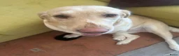 Labrador Retriever dogs for sale: Labrador Retriever - Emotional Support dog  - Advert 12