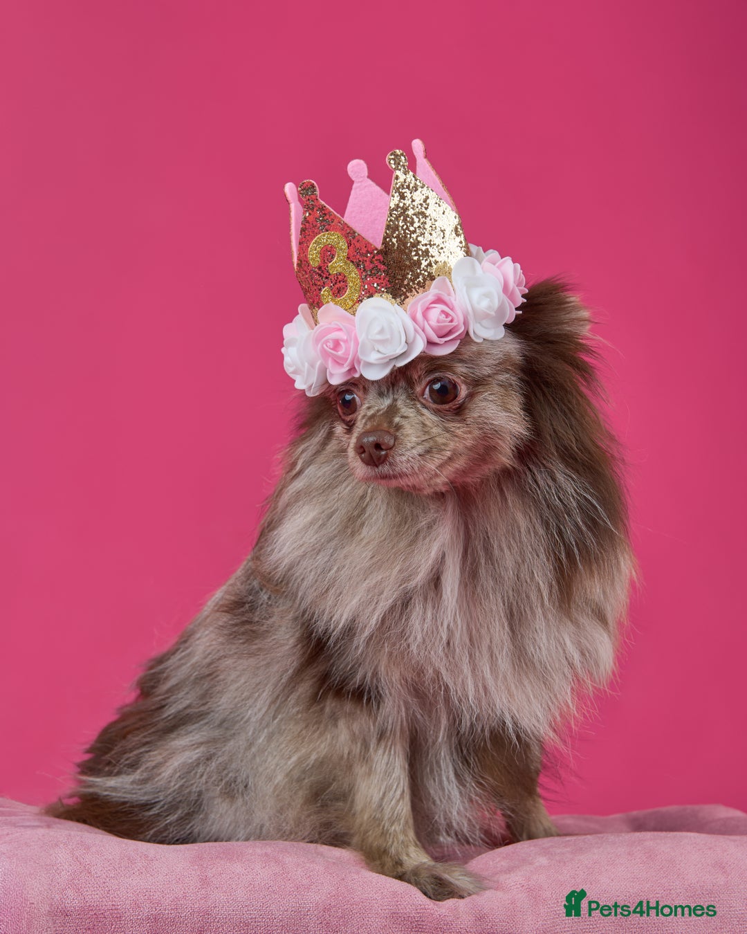 Pomeranian dogs for sale: 1 GIRL LEFT  - Advert 2