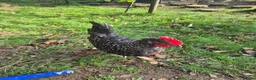 Chickens poultry for sale: Superb Male Chicks For Rehoming. in Dorchester - Advert 2