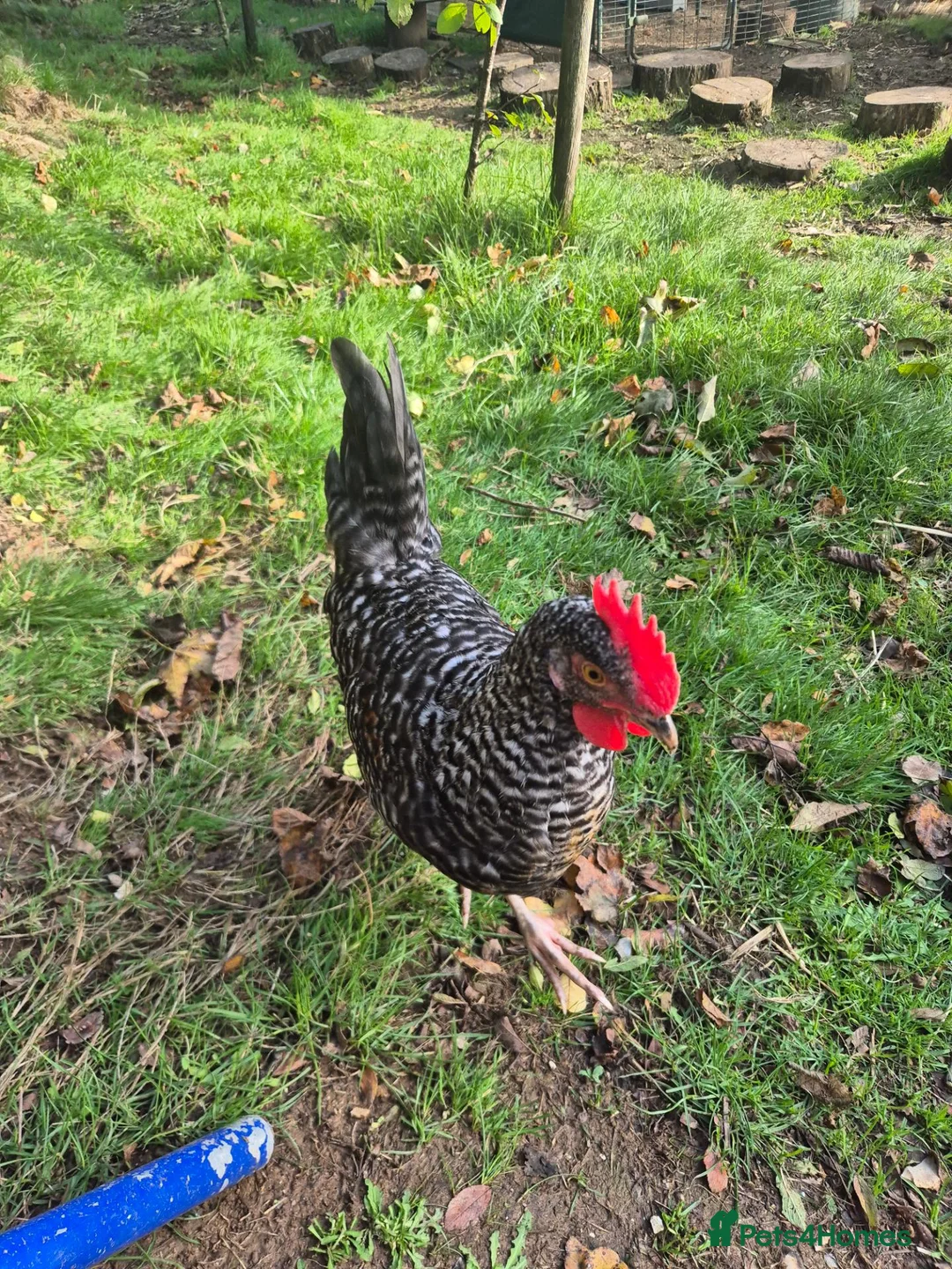 Chickens poultry for sale: Superb Male Chicks For Rehoming. in Dorchester - Advert 2