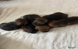 Border Terrier dogs for sale: Border terrier pups - Image 8