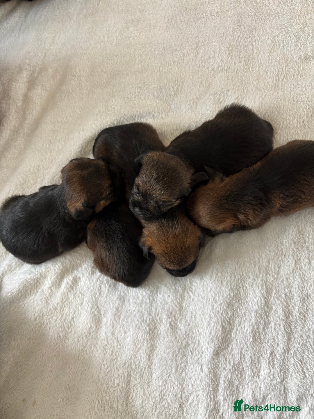 Border Terrier dogs for sale: Border terrier pups - Image 8