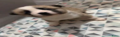 Akita Puppy 4