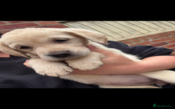 Golden Retriever dogs for sale: Golden retriever X Goldador puppies - Image 19