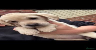 Golden Retriever dogs - Advert 10