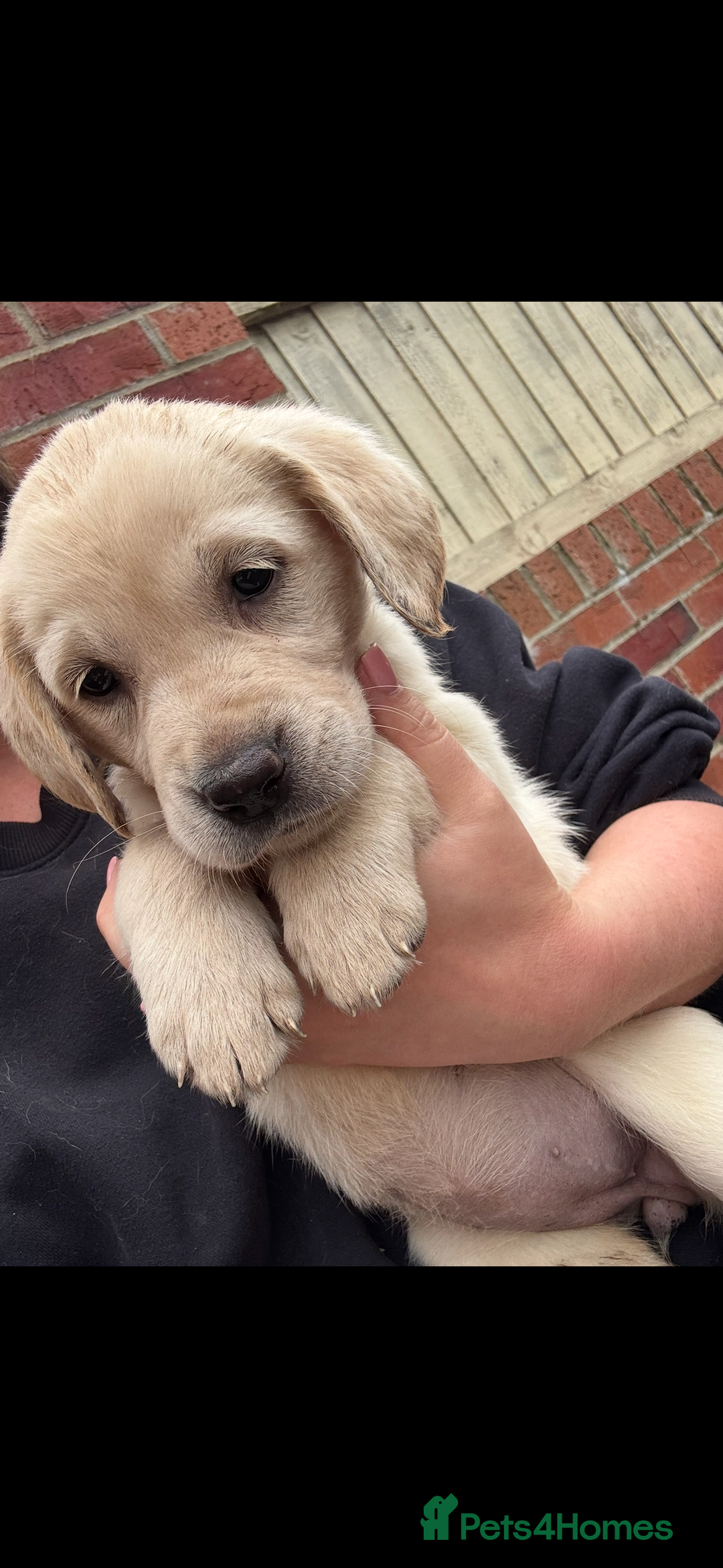 Golden Retriever dogs for sale: Golden retriever X Goldador puppies - Image 19
