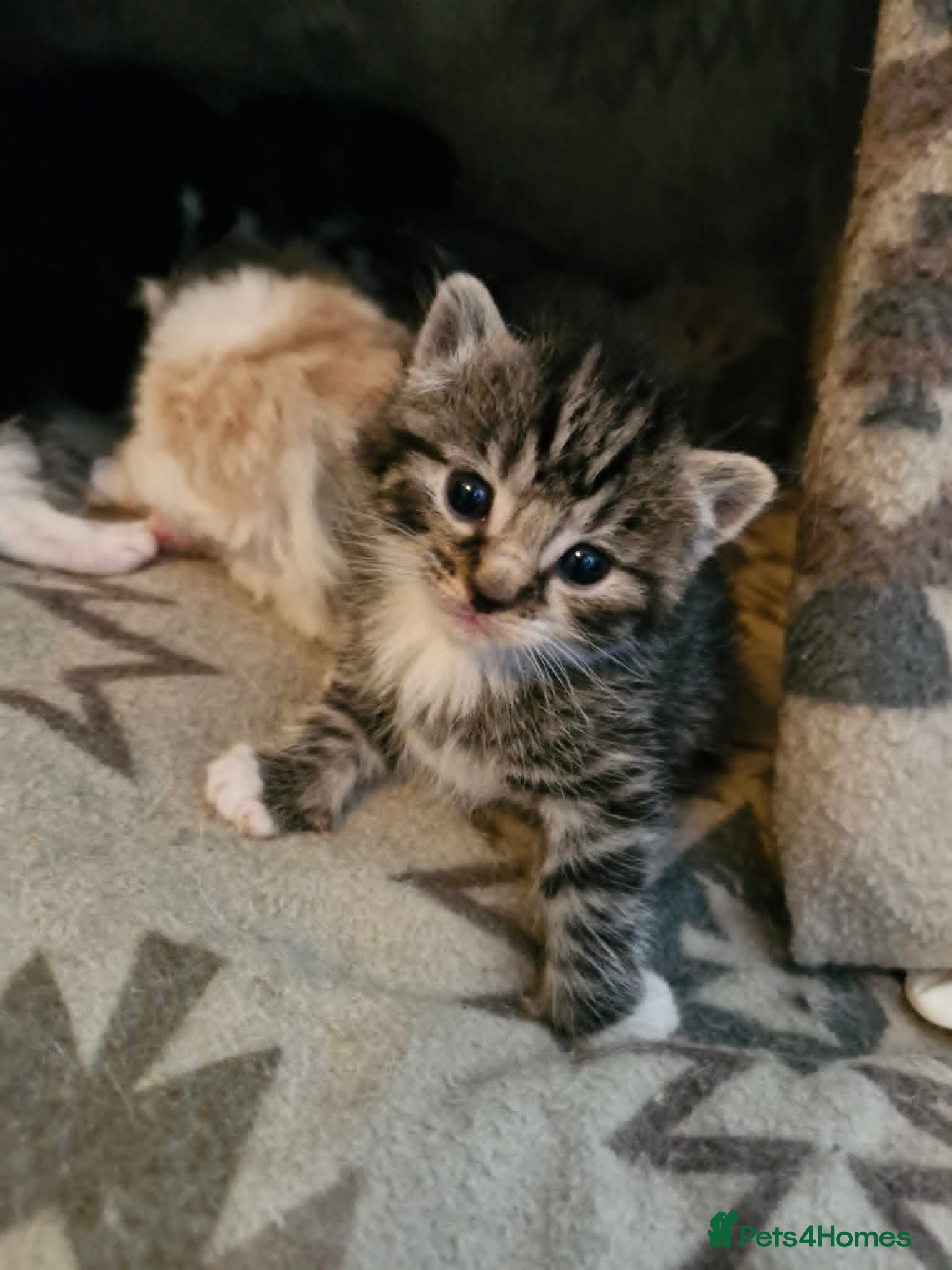 Maine Coon cats for sale: Maine coon cross kittens - Advert 6