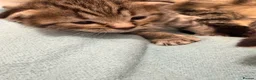 Mixed Breed cats for sale: Gorgeous British Short Hair Cross Baby Lions 🦁  - Advert 11
