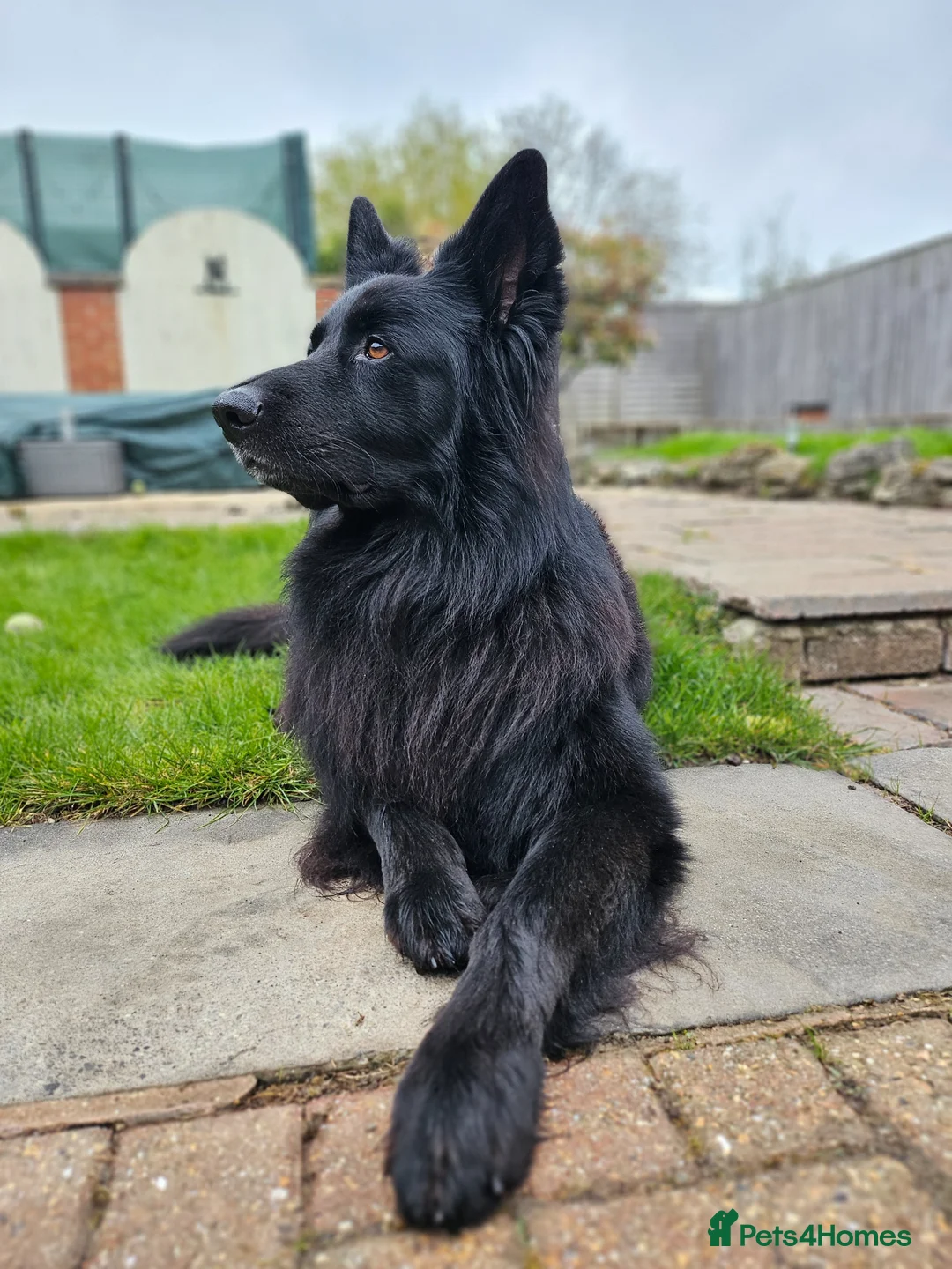 German Shepherd dogs for stud: Grant ❤️ - Advert 1