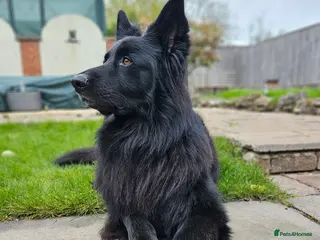 German Shepherd dogs Grant ❤️ - Advert 1