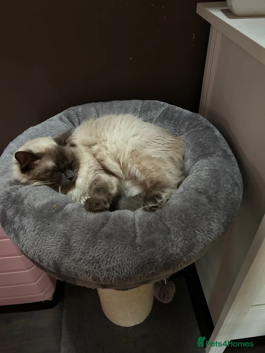 Ragdoll cats for sale: Ragdoll kittens  - Advert 8