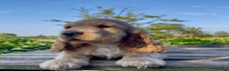 Cocker Spaniel dogs for sale: KC Reg Golden Show Cocker Spaniel Boy Ready Now in Melton Mowbray - Advert 2