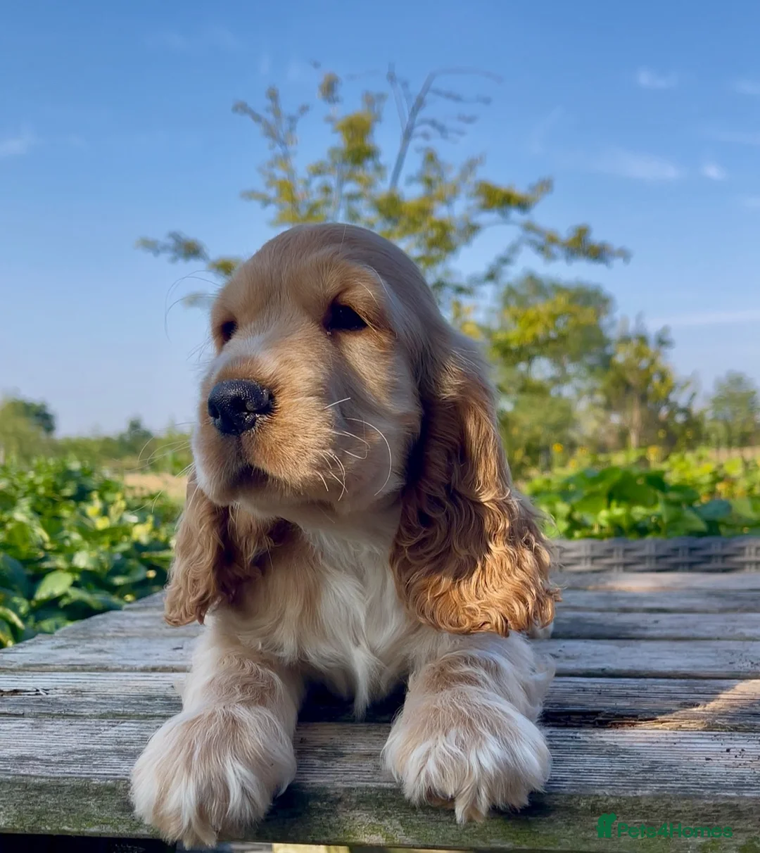 Cocker Spaniel dogs for sale: KC Reg Golden Show Cocker Spaniel Boy Ready Now in Melton Mowbray - Advert 2