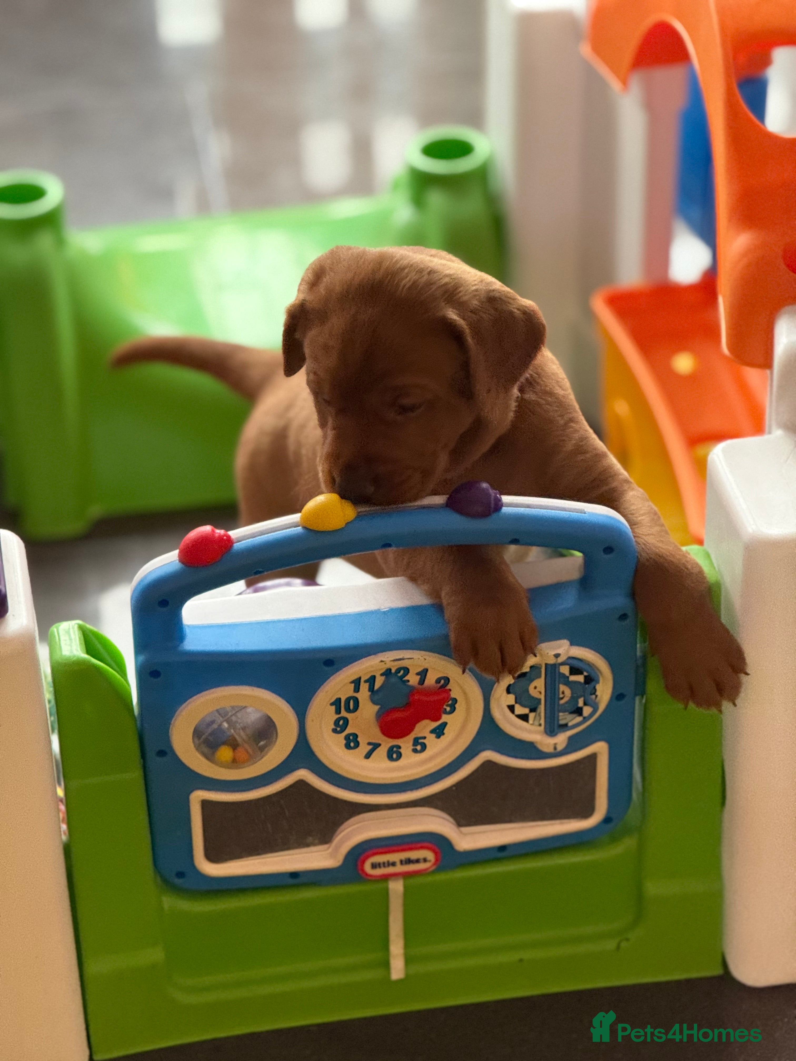 Labrador Retriever dogs Just a beautiful litter Deep reds  - Advert 6