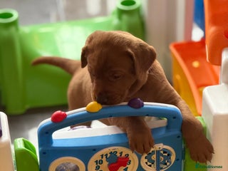 Labrador Retriever dogs Just a beautiful litter Deep reds - Advert 6