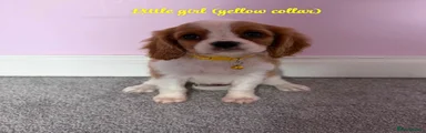 Cavalier King Charles Spaniel 3