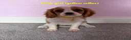 Cavalier King Charles Spaniel dogs for sale: Beautiful health tested cavalier King Charles  - Advert 18