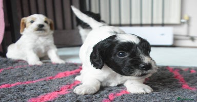 Cockapoo dogs - Advert 3