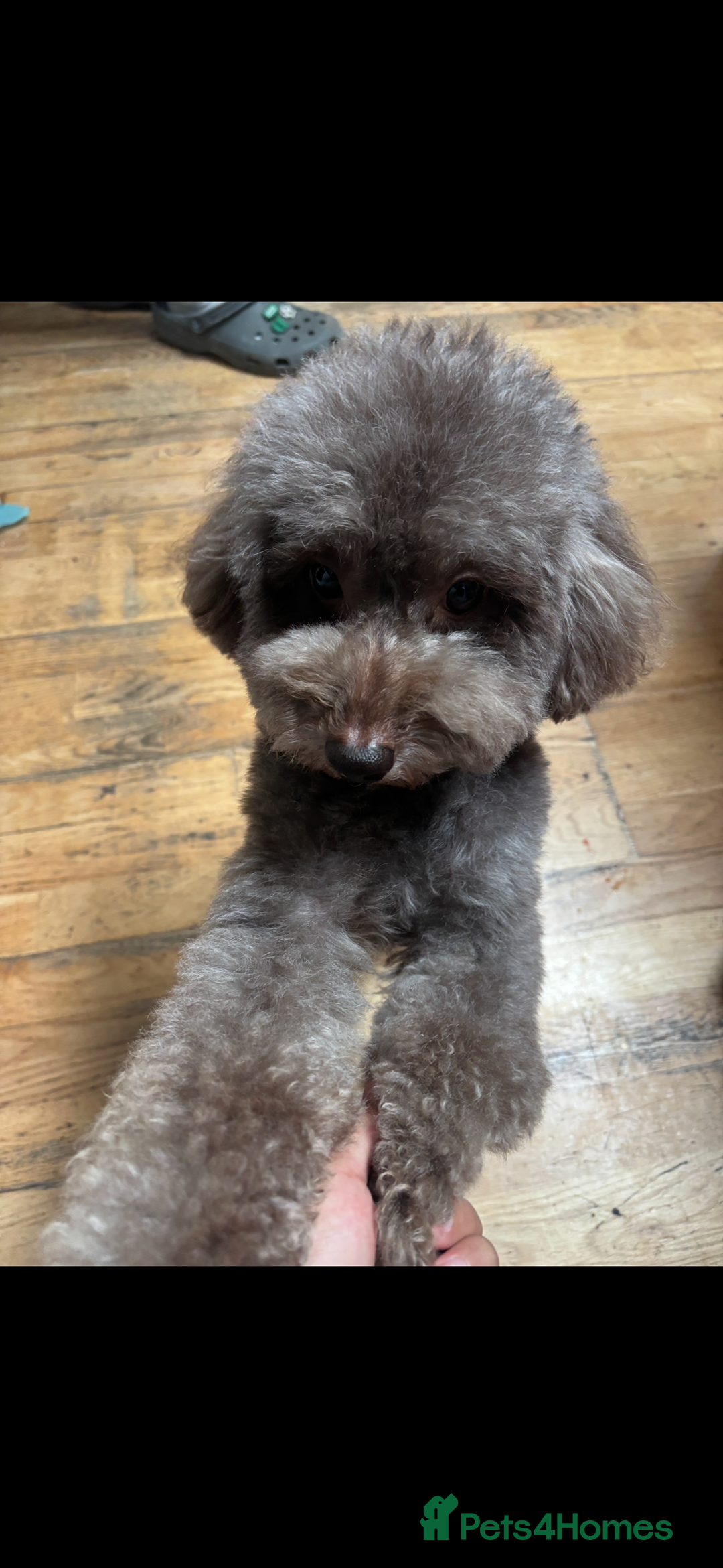 Miniature Poodle dogs for stud: Brown Miniature poodle  - Advert 2