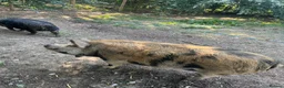 Pig livestock for sale: Kune Kune gilts for sale - Advert 5