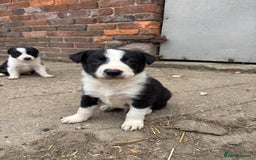 Border Collie dogs for sale: 2 dog pups for sale  - Image 1