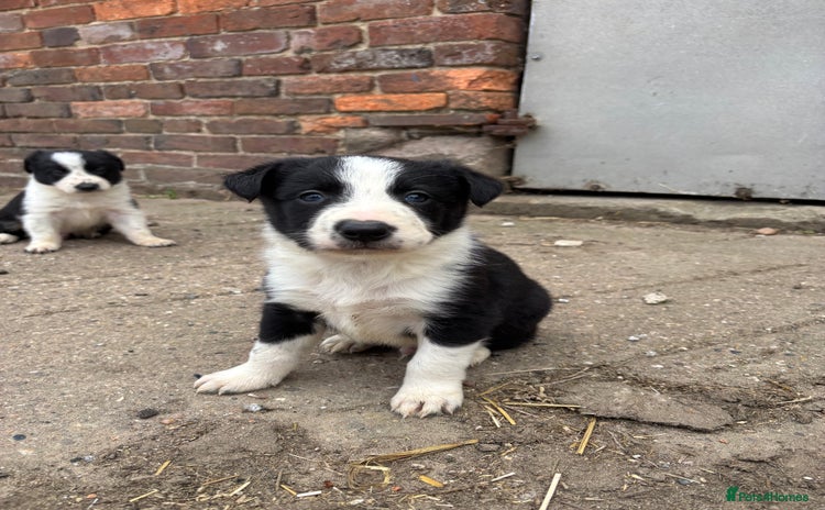 Border Collie dogs - Advert 4