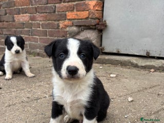 Border Collie dogs - Advert 16