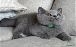 British Shorthair cats for sale: Beautiful boy  - Image 6