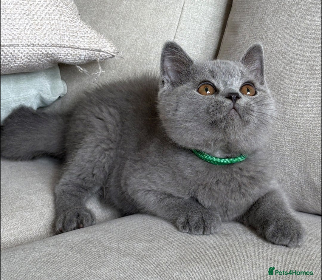 British Shorthair cats for sale: Beautiful boy  - Image 6