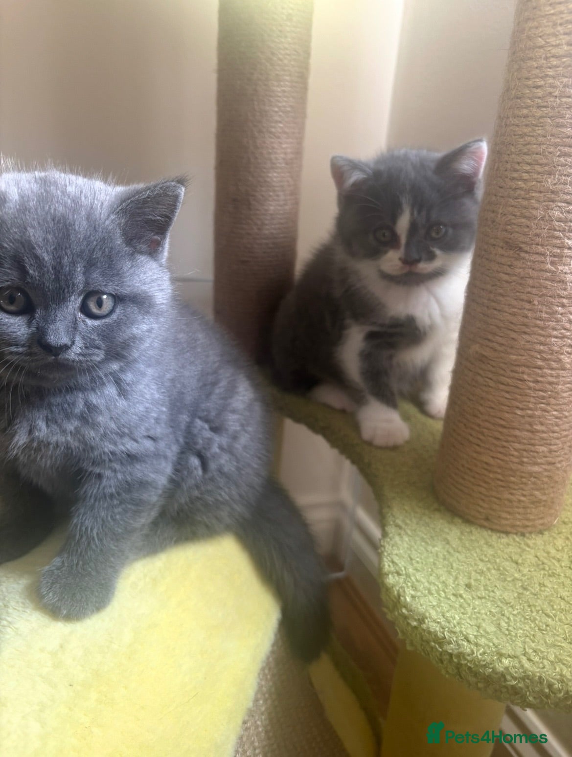 British Shorthair cats GCCF Reg BSH Blue And Bicolour Kittens - Advert 10