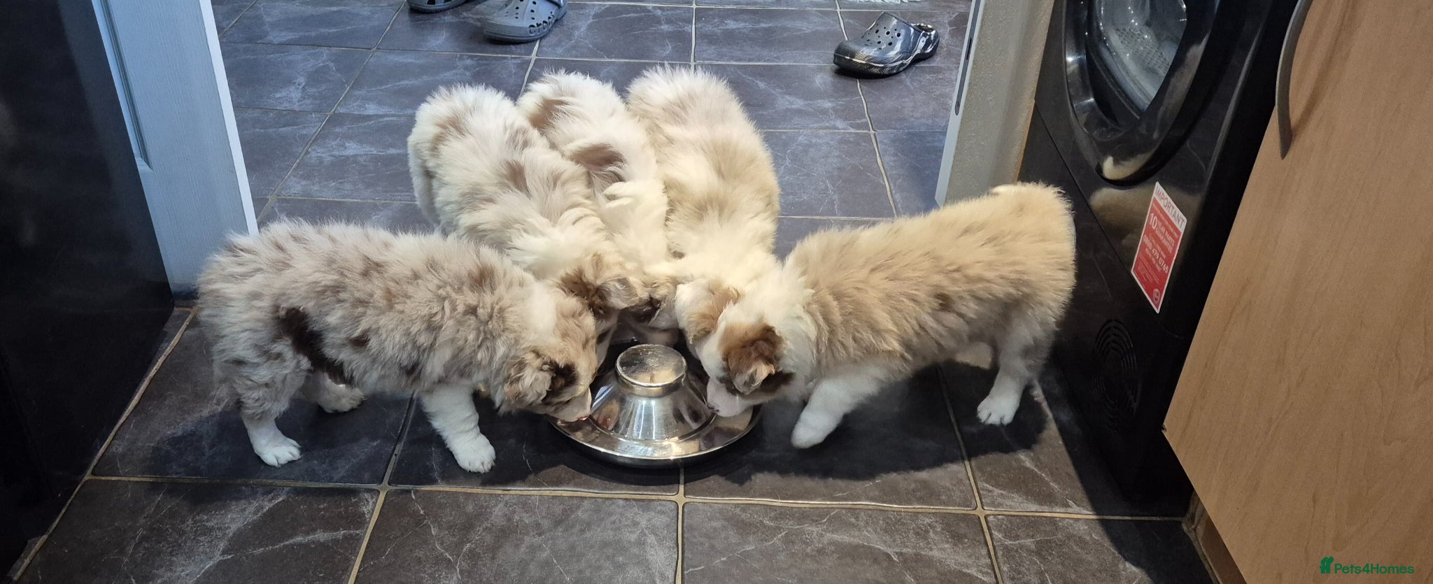 Border Collie dogs Outstanding litter Longhaired Merle border collies - Advert 7