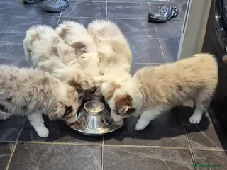 Border Collie dogs Outstanding litter Longhaired Merle border collies - Advert 7