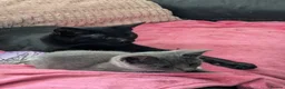 Mixed Breed cats for sale: Kittens in Keighley - Advert 2