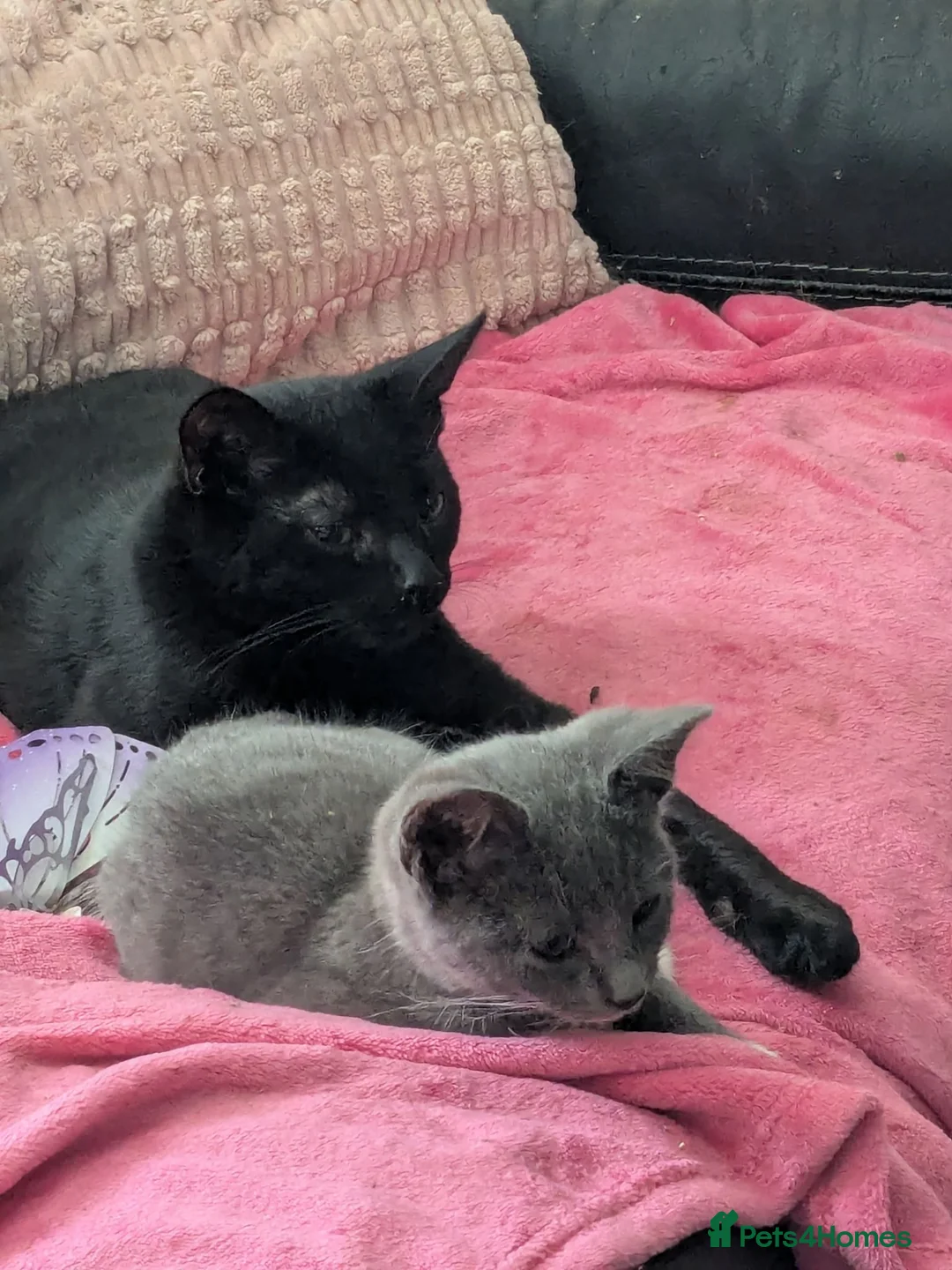 Mixed Breed cats for sale: Kittens in Keighley - Advert 2
