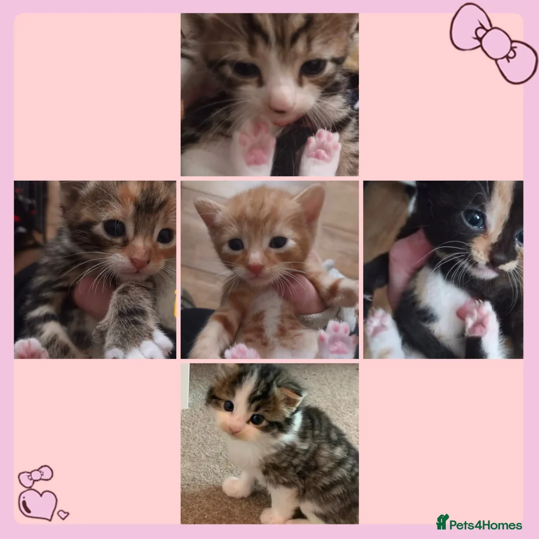 Mixed Breed cats for sale: Fantastic looking litter of kittens  in Liverpool - Advert 1