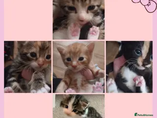 Mixed Breed cats Fantastic looking litter of kittens - Advert 2