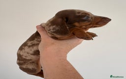 Miniature Dachshund dogs for sale: Tiny miniature dachshund puppies  - Image 8