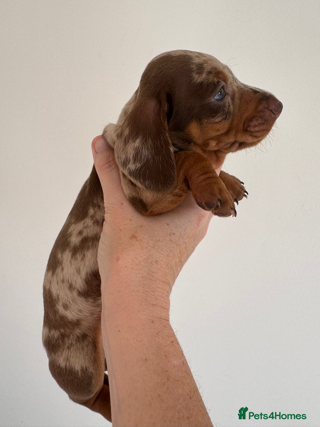 Miniature Dachshund dogs for sale: Tiny miniature dachshund puppies  - Image 8
