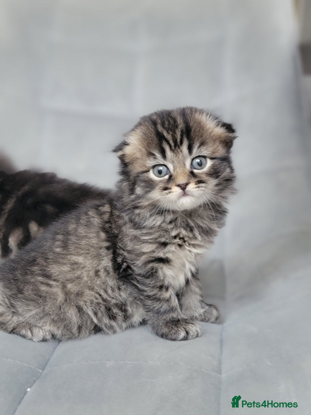 Scottish Fold cats for sale: Scottish fold - Advert 25