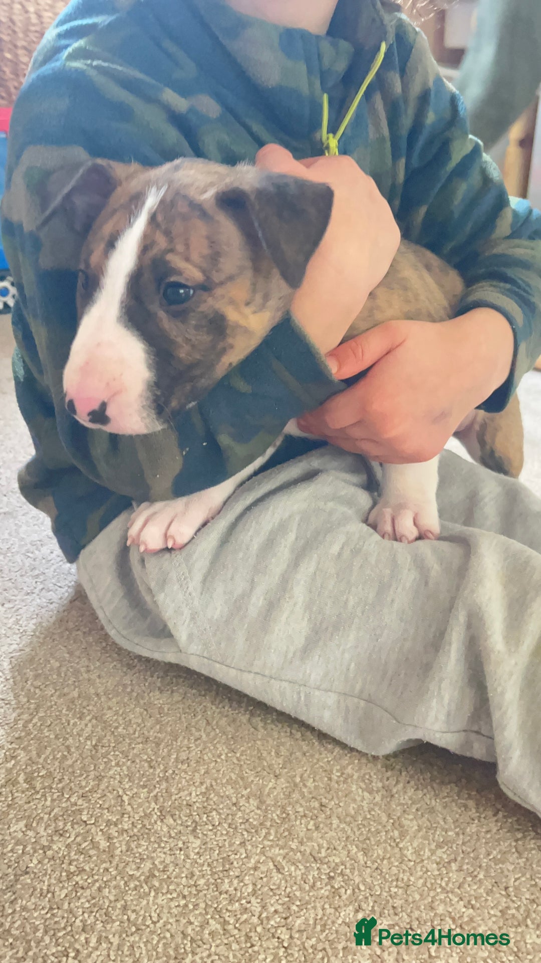 English Bull Terrier dogs for sale: English Bull Terrier male puppy  - Advert 11