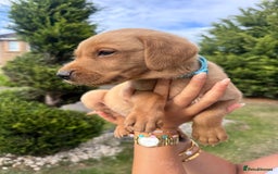 Labrador Retriever dogs for sale: Fox Red Labrador Puppies  - Image 12