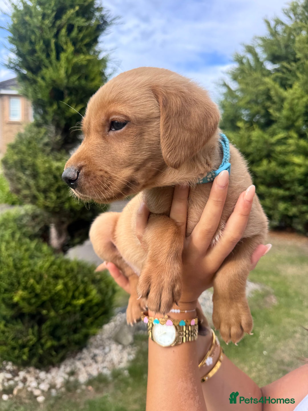 Labrador Retriever dogs for sale: Fox Red Labrador Puppies  - Image 12