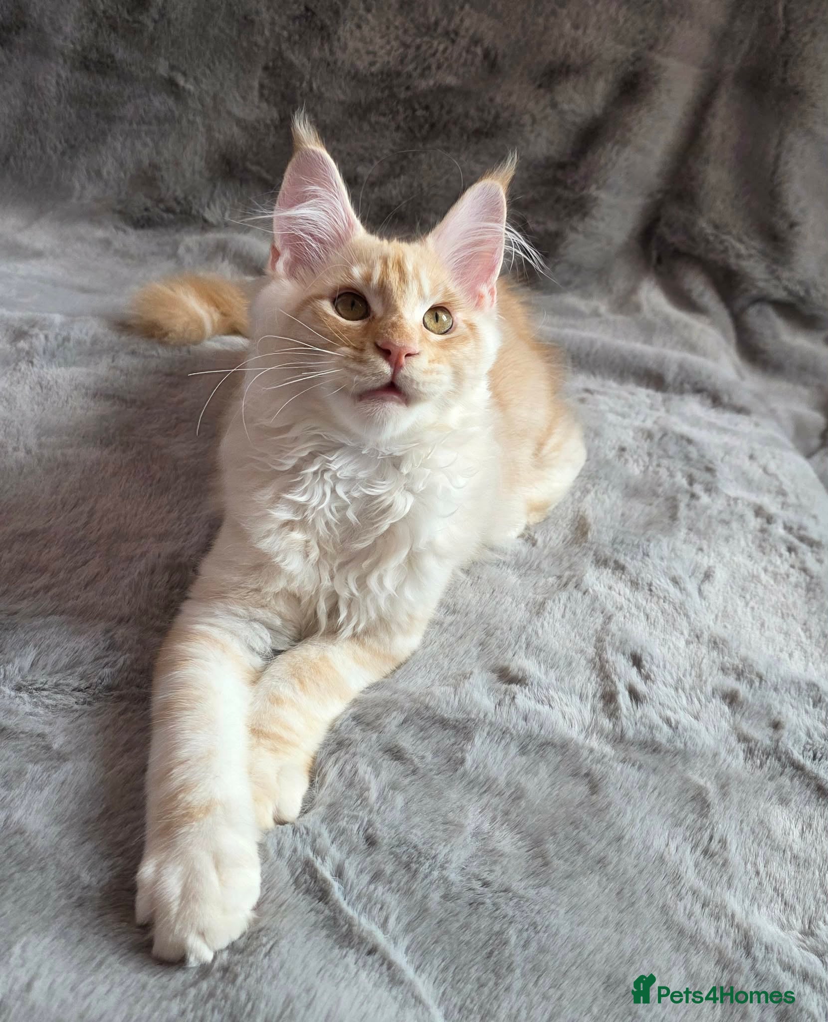 Maine Coon cats 🌟Ready now🏡 XL GCCF Registered Maine Coon kitten - Advert 10