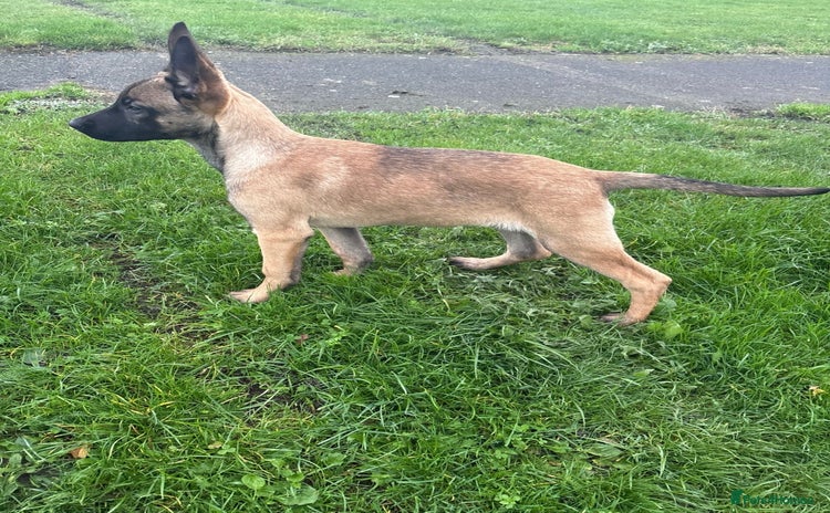 Belgian Shepherd Dog dogs - Advert 6