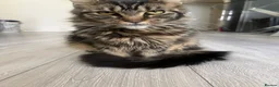 Maine Coon cats for sale: Chocolate brownie Tabby Maine coon   in Hayes - Advert 3