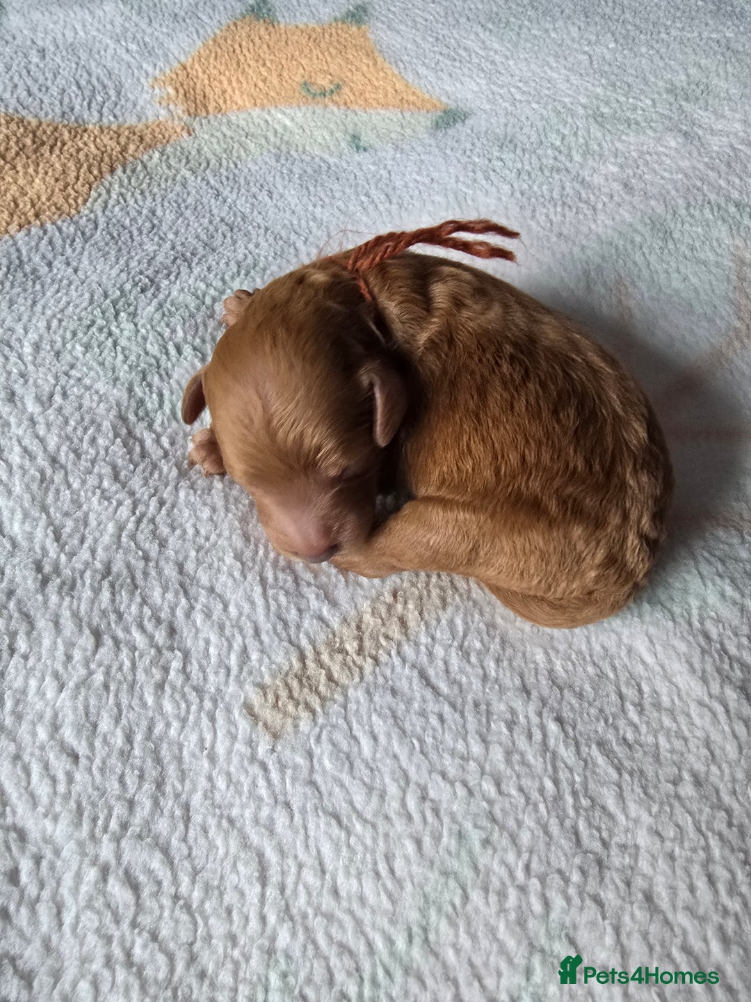 Miniature Poodle dogs for sale: Stunning Red KC Miniature Poodles-Champion Lines - Advert 17