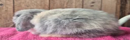 Mini Lop rabbits for sale: Mini lop baby girl ready now - Advert 4
